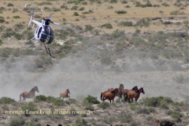 Jackson Mountain where BLM chose to run newborn foals in July while cows grazed on the range, claiming "drought emergency"